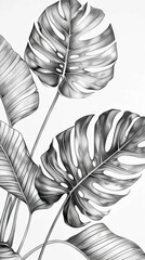 Wall Mural - Monstera leaf sketch by hand drawing. Leaf art highly detailed in line art style. Monstera is plant of tropical. Leaf for paint to pattern or wallpaper. AI generated illustration