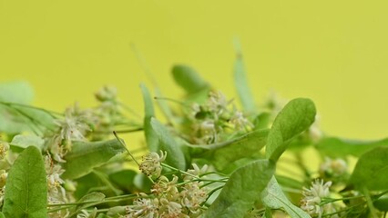 Canvas Print - fresh linden flowers