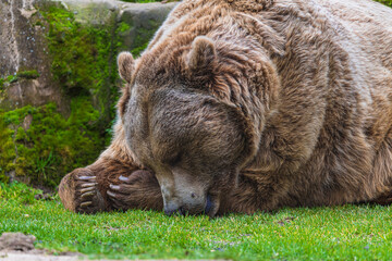 photograph of a brown bear in nature