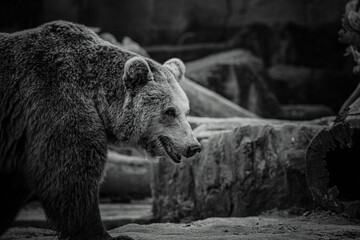 black and white photographs of a brown bear in the wild