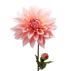 Wall Mural - pink dahlia isolated on white