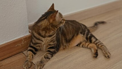 Poster - A domestic tabby cat lounges on a wooden floor indoors, gazing attentively to the side in a cozy home setting.