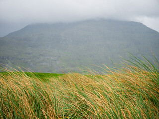 Wall Mural - Tall green grass and high mountain in the background. Nobody. Nature scene in Connemara, Ireland. Irish landscape.