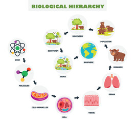  Infographics Of The Biological Hierarchy