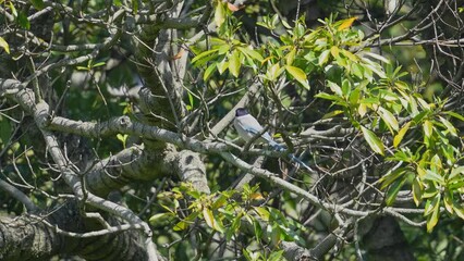 Sticker - azure winged magpie in a forest