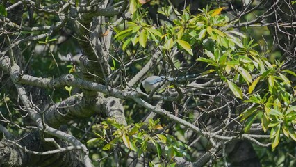 Wall Mural - azure winged magpie in a forest