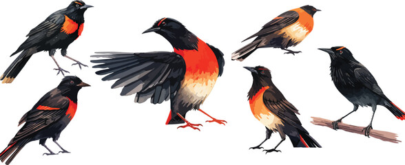 Poster - Red winged blackbird clipart vector for graphic resources	
