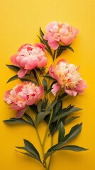 Wall Mural - Pink peonies with green leaves on a yellow background