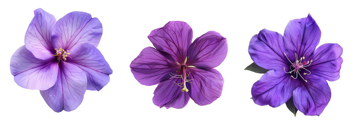 Wall Mural - A stunning purple tibouchina flower for decoration, isolated. Nature PNG.