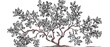© STOCKYE STUDIO - Elegant vintage tree drawings in black and white stand out beautifully against a pristine white background