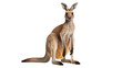 © Sjudy - Close up photograph of a full body kangeroo isolated on a solid white background.