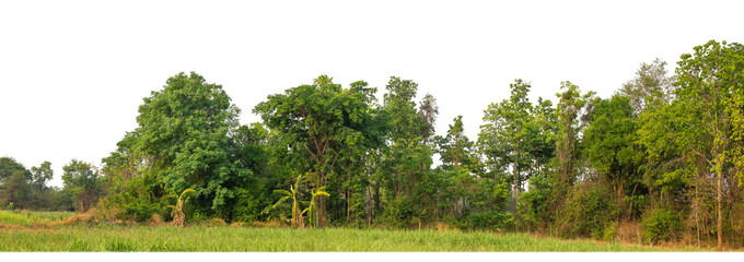 Leinwandbilder - Green Trees on transparent background. are Forest and foliage in summer for both printing and web pages with cut path and alpha channel.