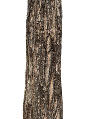 Fototapete - Trunk of a tree Isolated On transparent Background..