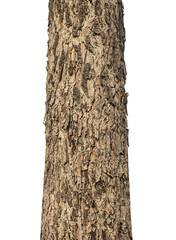 Fototapete - Trunk of a tree Isolated On transparent Background.