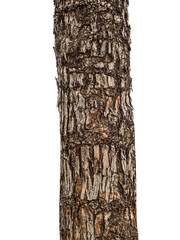Aufkleber - Trunk of a tree Isolated On transparent Background.
