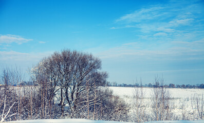 Wall Mural - Winter rural landscape. Trees on the snowy field. Horizontal banner