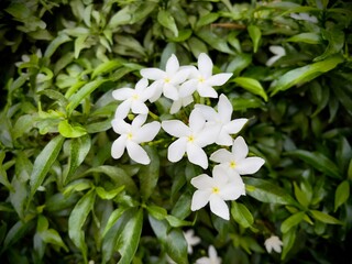 Wall Mural - Pinwheel flower (Tabernaemontana divaricata)  commonly called,crape jasmine, East India rosebay, and Nero's crown