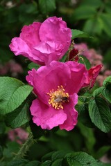 Wall Mural - purple and pink flowers of rosa canina shrub close up