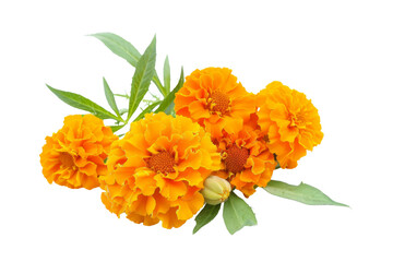 A bunch of orange flowers with green leaves