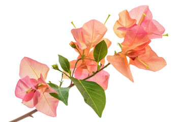 Wall Mural - A pink flower with green leaves is shown on a white background