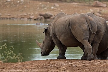 Wall Mural - A white rhinoceros (Ceratotherium simum) at a watering hole in Hlane Royal National Park. Eswatini. Africa.