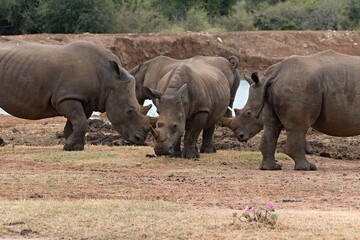 Wall Mural - A white rhinoceros (Ceratotherium simum) at a watering hole in Hlane Royal National Park. Eswatini. Africa.