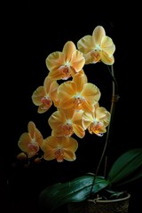 Wall Mural - A close-up of a flower in a pot