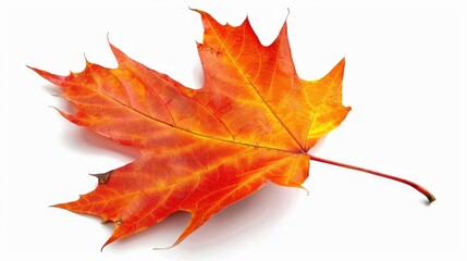 Wall Mural - Isolated Autumn maple leaf on white background Foliage of the Fall season