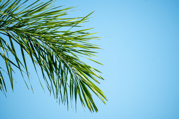 Wall Mural - palm tree branches on blue background