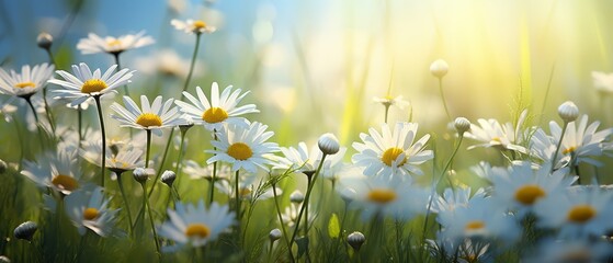 Wall Mural - Chamomile daisies in a summer meadow, sunlit with butterflies, panoramic nature