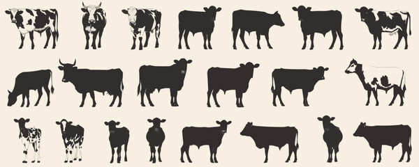 A series of black and white cows in various sizes and positions
