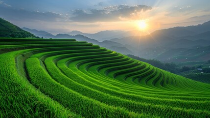 Wall Mural - Green Rice Fields