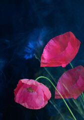 Wall Mural - poppies on a dark blue background