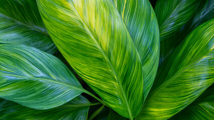 Abstract colorful tropical leaf texture and nature background