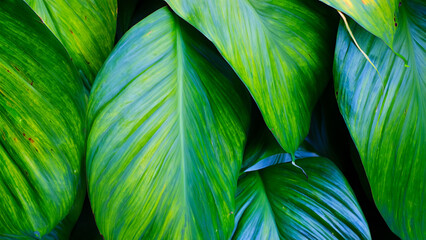Abstract colorful tropical leaf texture and nature background