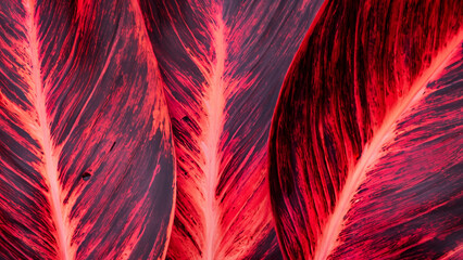 Abstract colorful tropical leaf texture and nature background
