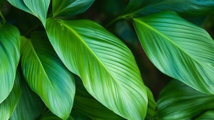 Abstract colorful tropical leaf texture and nature background
