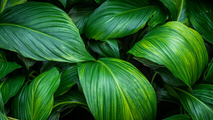 Abstract colorful tropical leaf texture and nature background