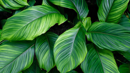 Abstract colorful tropical leaf texture and nature background