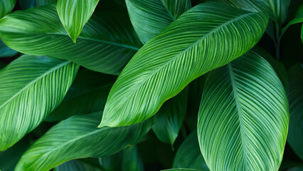 Abstract colorful tropical leaf texture and nature background