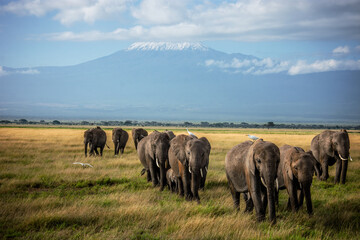 Herd of elephants in front of Kilimanjaro