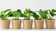 © wpw - Biodegradable plant pots are eco-friendly containers made from natural materials.