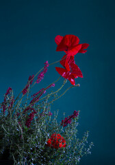 Poster - summer flowers on a dark blue background