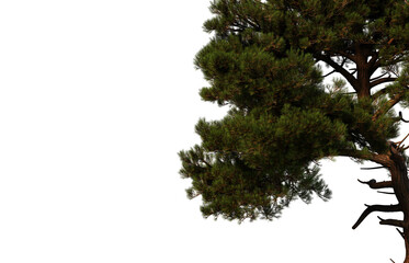 Sticker - 3D Render Pine Foreground on Transparent Background