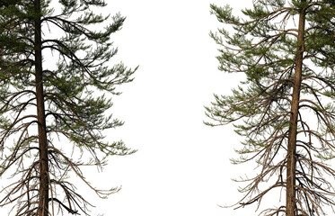 Wall Mural - 3D Render Pine Foreground on Transparent Background