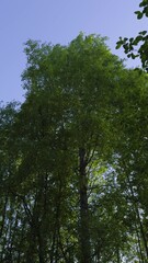 Wall Mural - A beautiful view of a lush green tree canopy swaying in the wind against a clear blue sky. The movement of the leaves and the serene atmosphere make this scene perfect for themes of nature