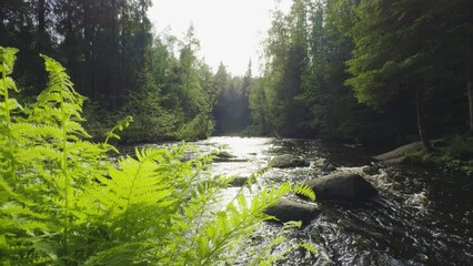 Wall Mural - A picturesque river flows through a rocky terrain with small waterfalls surrounded by a dense forest. The sunlight glistens on the water, enhancing the serene and beautiful natural landscape, perfect