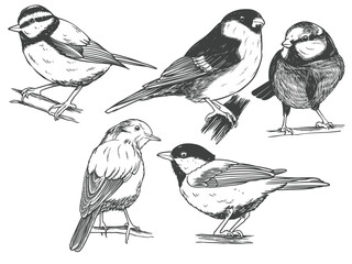 Wall Mural - Hand drawn of Songbird bird from different angle views in engraving black white style illustration.