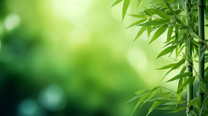 Wall Mural - bamboo leaves. the sun is shining through the leaves. leaves are green and lush.