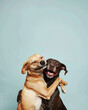 © IBEX.Media - Two happy dogs hugging each other, representing the concept of best friends and showing joy and affection